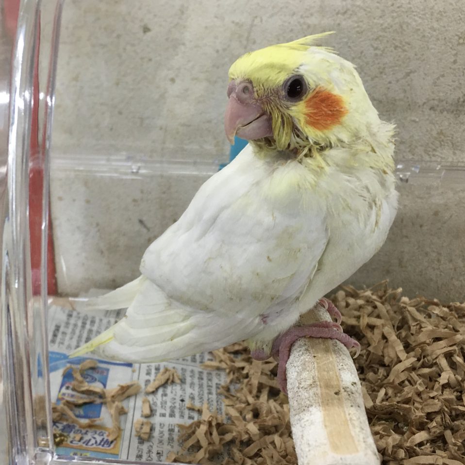 オカメインコ入荷