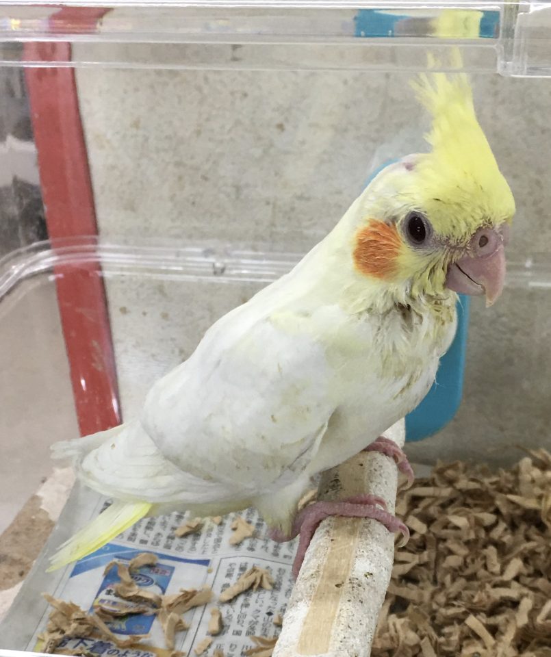 オカメインコ入荷