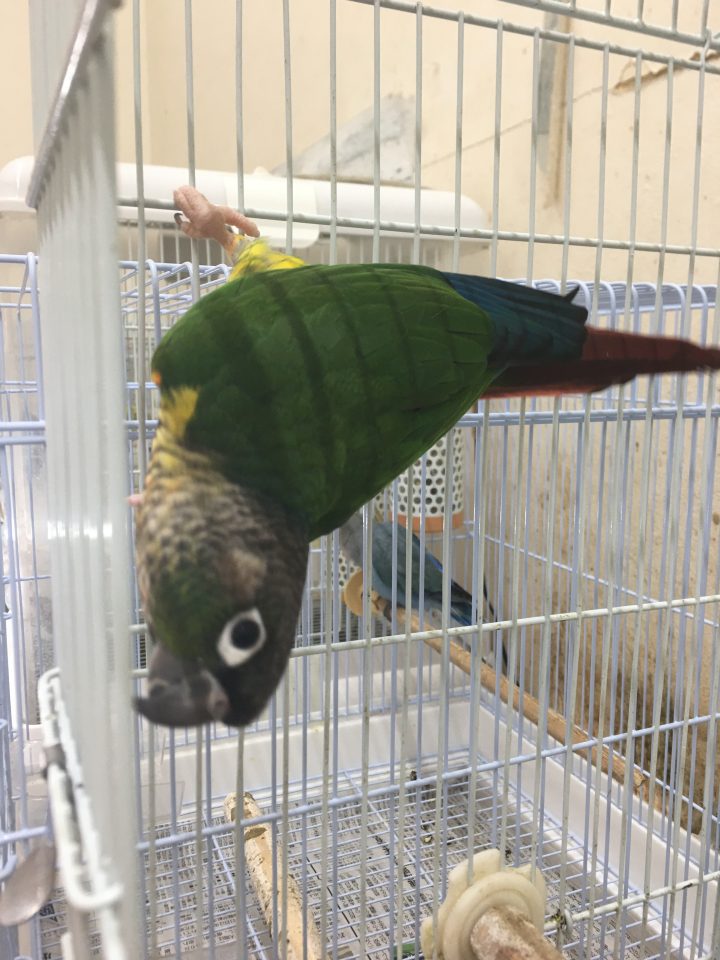 ウロコインコ入荷