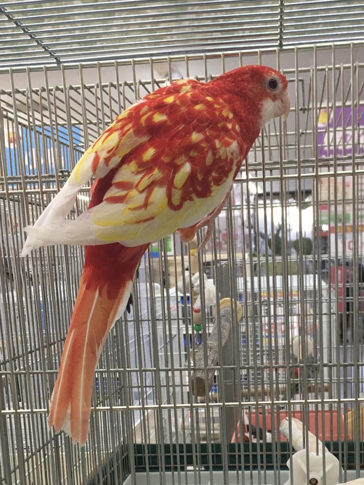 ナナクサインコ入荷