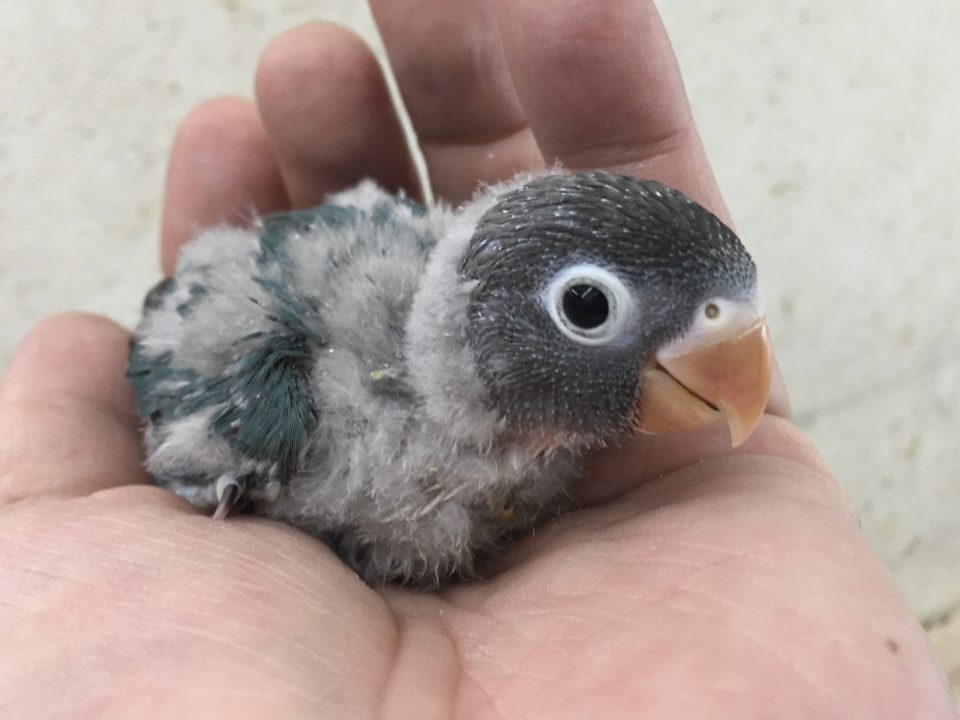 1／8ボタンインコ雛入荷①