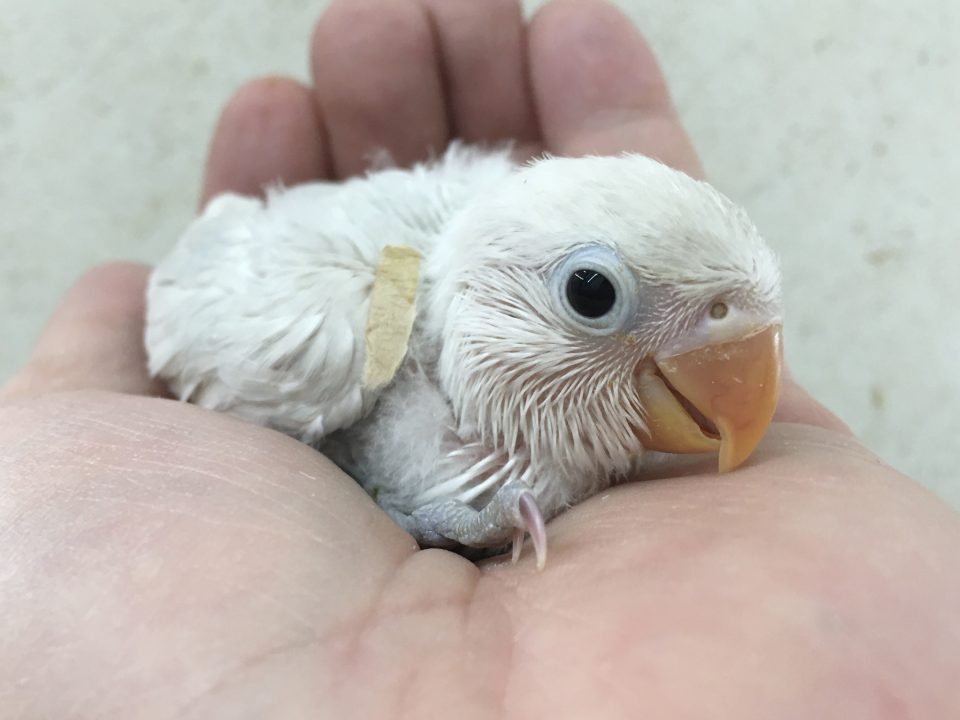 1／8ボタンインコ雛入荷②