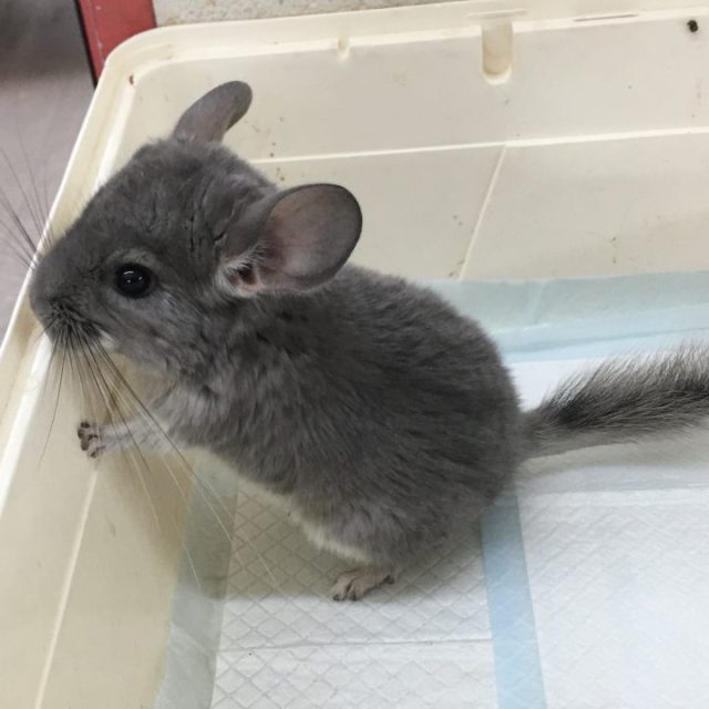 チンチラ　バイオレット入荷