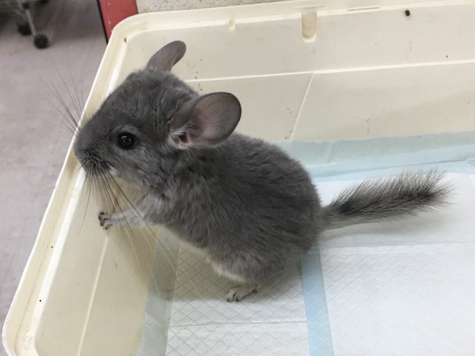 チンチラ　バイオレット入荷