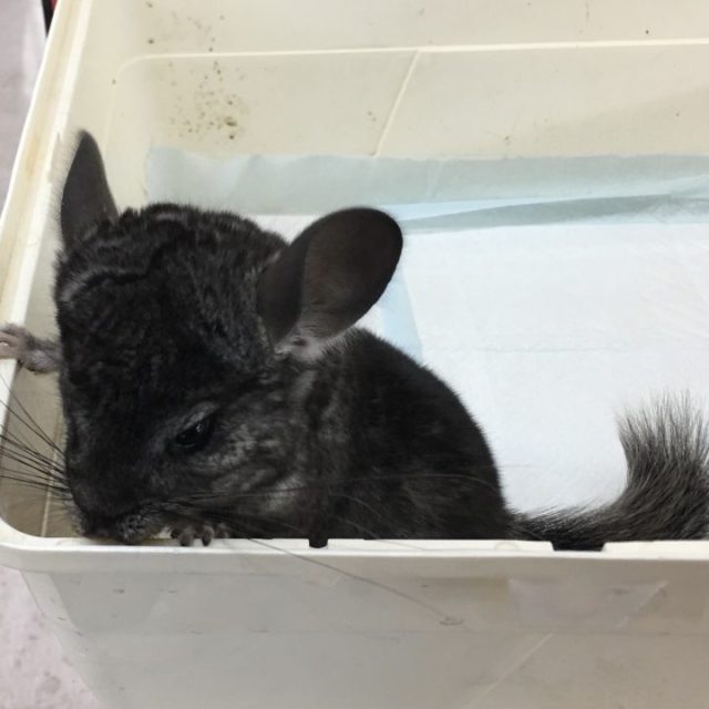 チンチラ　グレー入荷