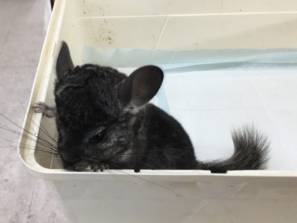 チンチラ　グレー入荷