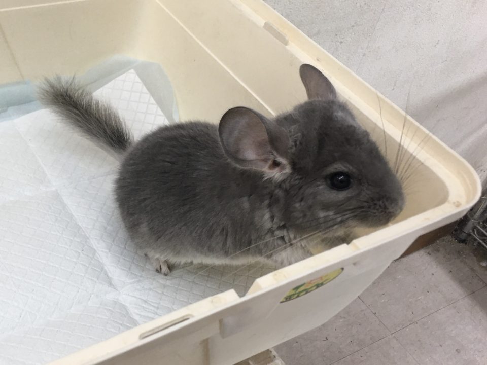 チンチラ　バイオレット入荷