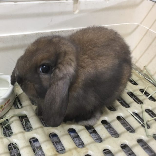 ロップイヤーラビット入荷