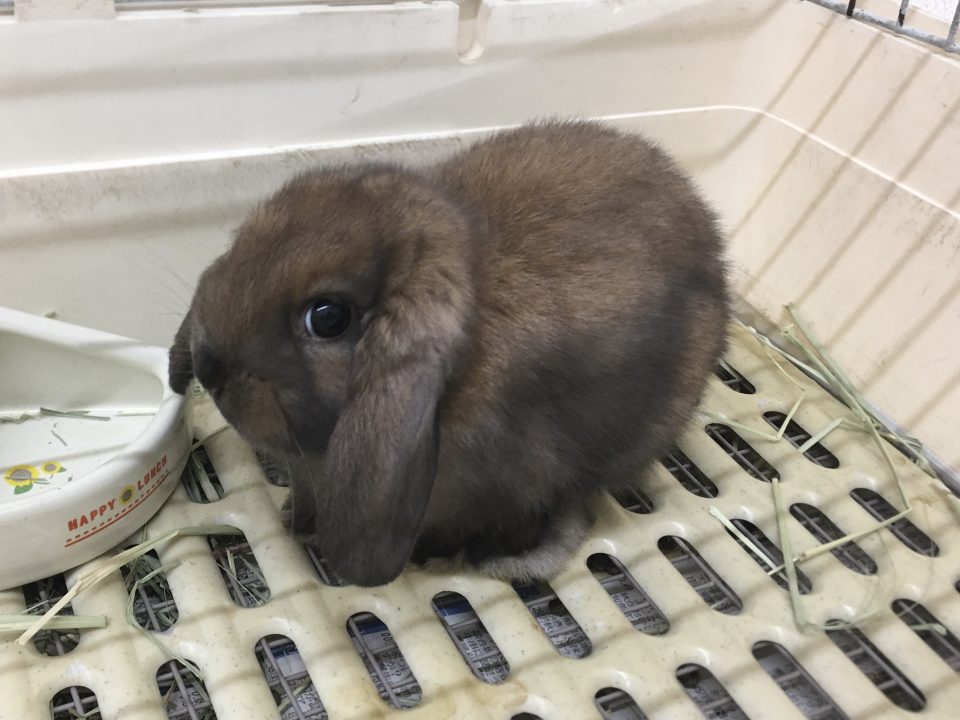 ロップイヤーラビット入荷