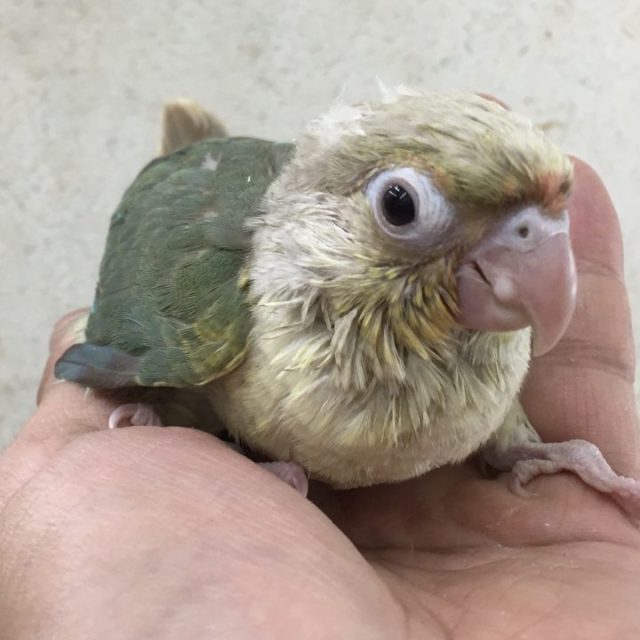 ウロコインコ入荷