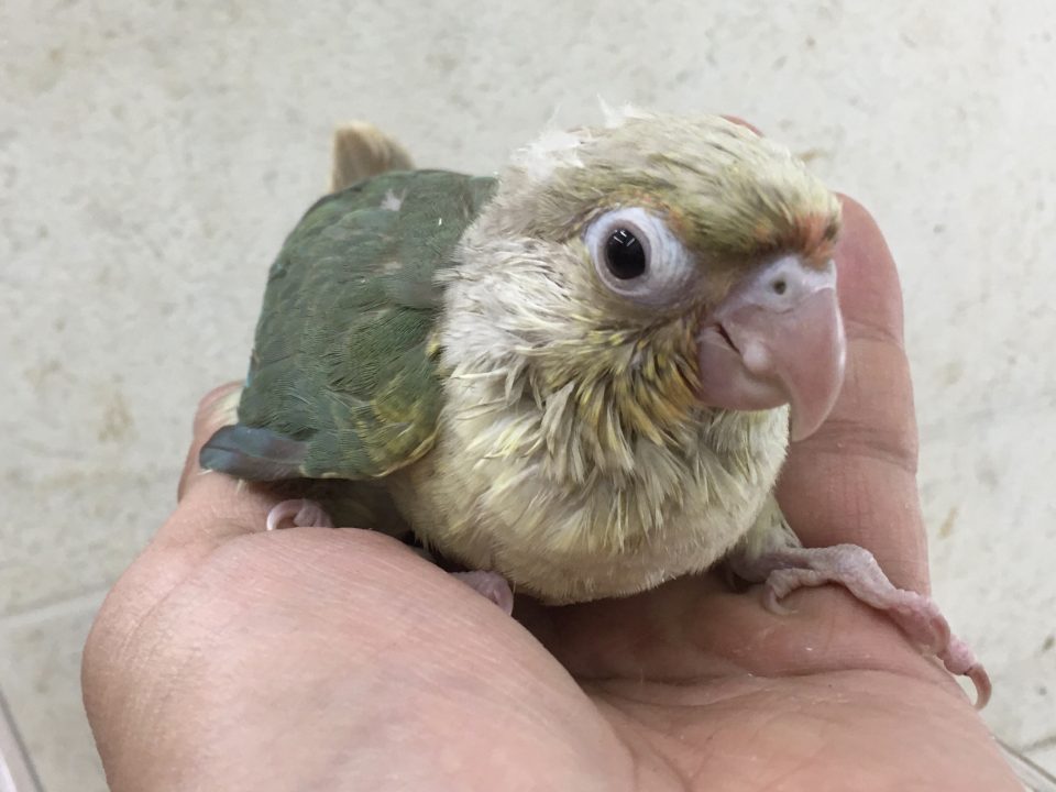ウロコインコ入荷