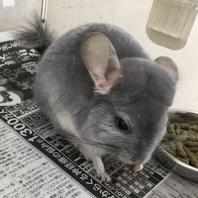 ブルーダイヤ再び