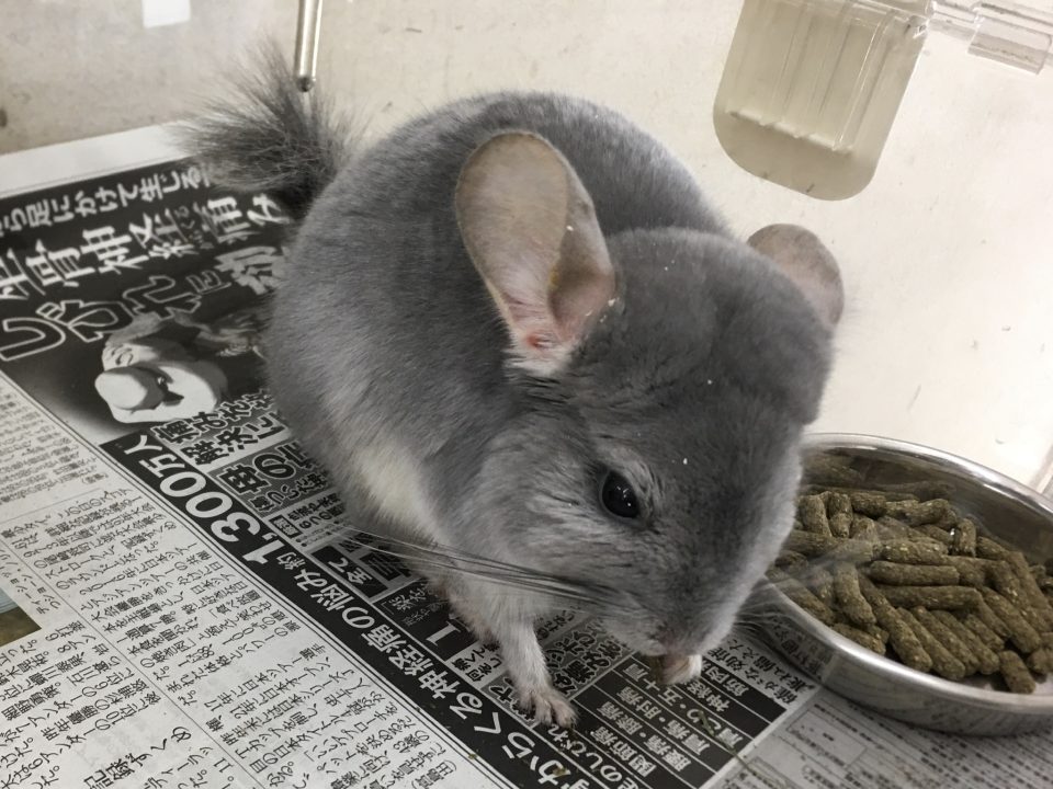 ブルーダイヤ再び