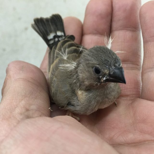 キンカチョウ雛入荷
