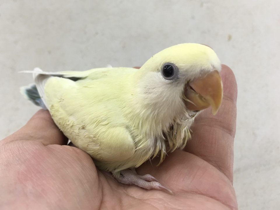 コザクラインコ　レアカラー