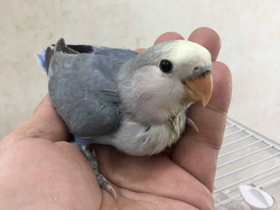 コザクラインコ　レアカラー