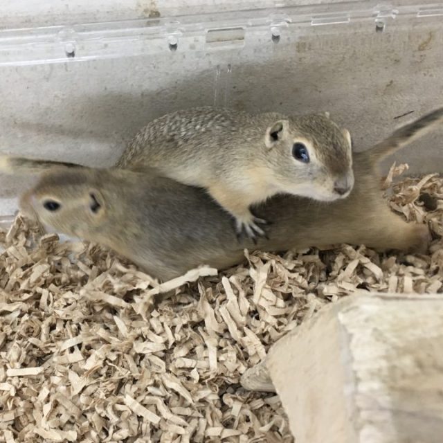 リチャードソンジリス入荷