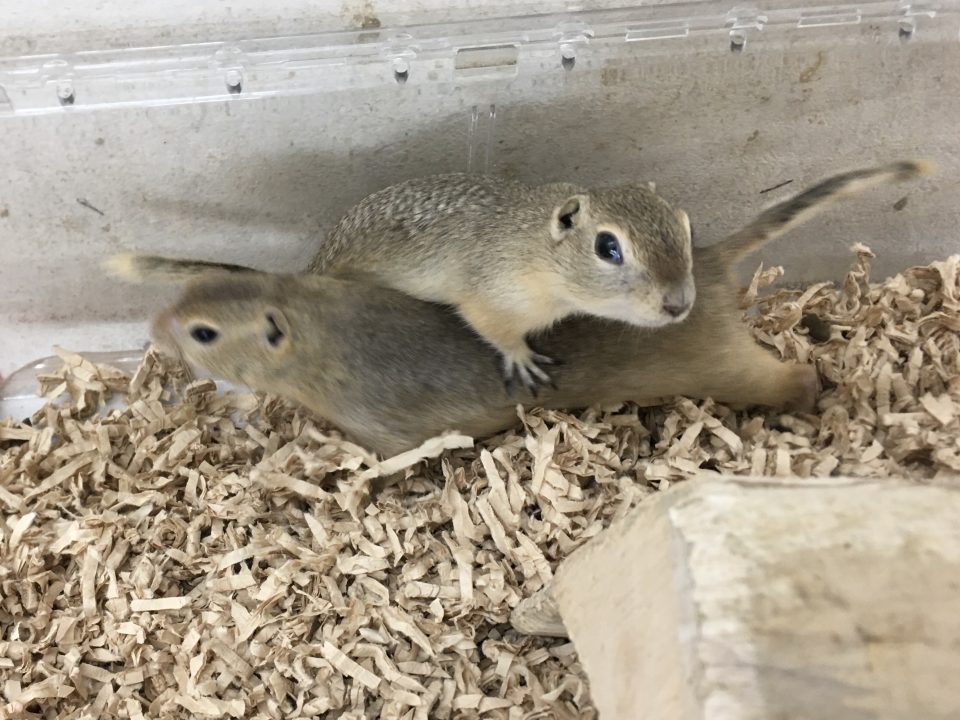 リチャードソンジリス入荷