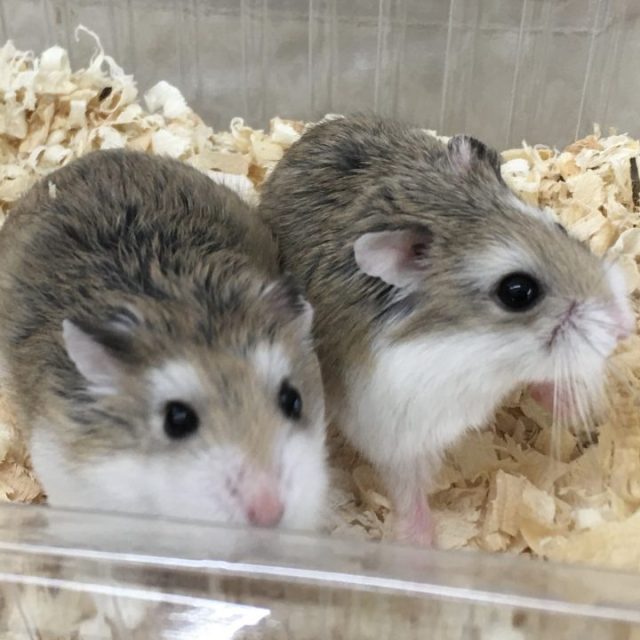 ロボロフスキー入荷