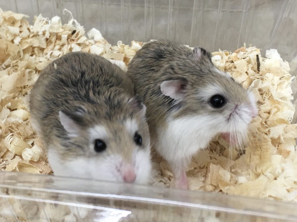 ロボロフスキー入荷