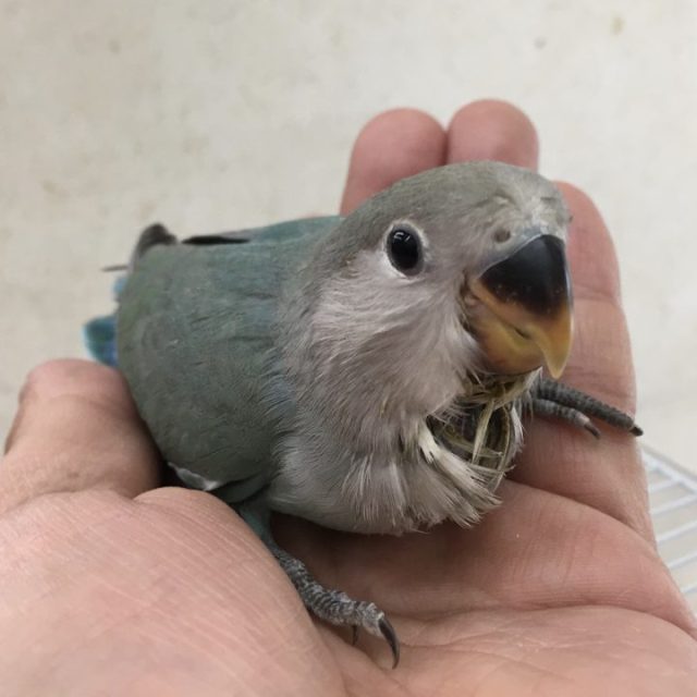 コザクラインコ