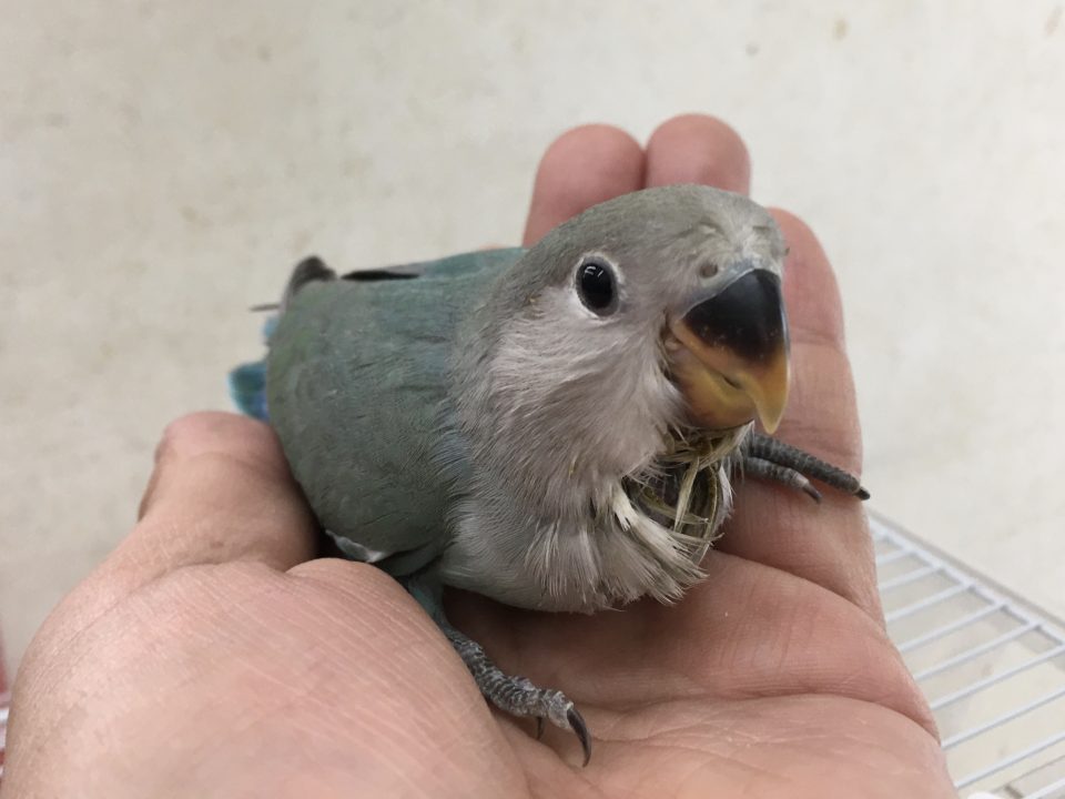 コザクラインコ