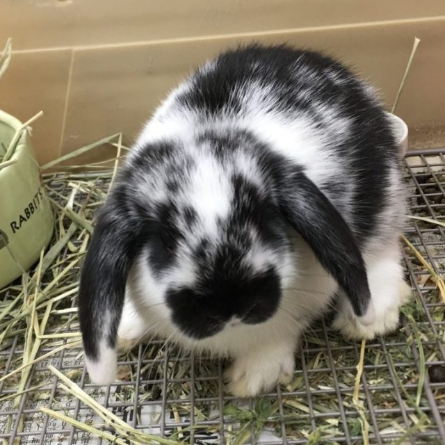 ホーランドロップ入荷