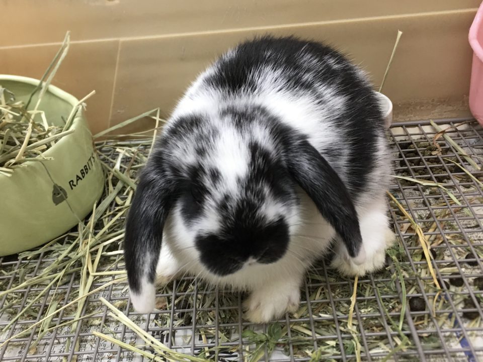 ホーランドロップ入荷