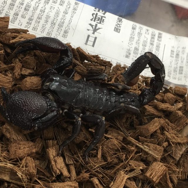 ダイオウサソリ入荷