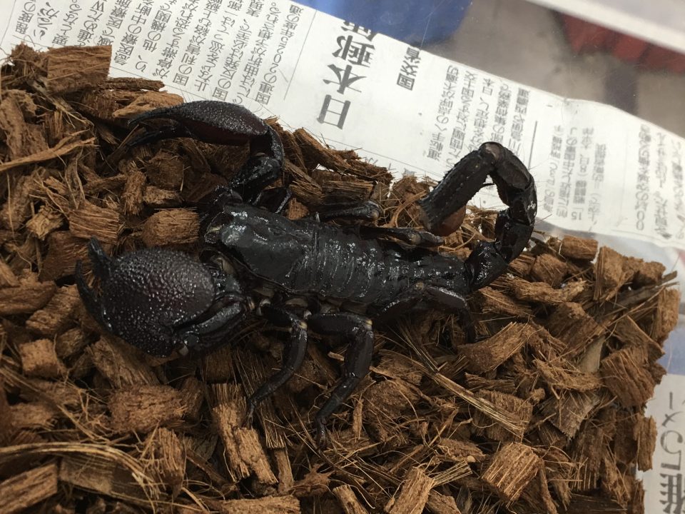 ダイオウサソリ入荷