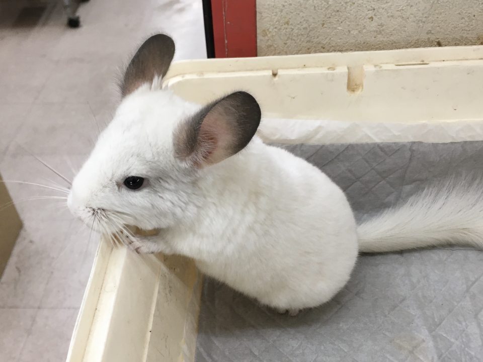 チンチラ　ホワイト入荷