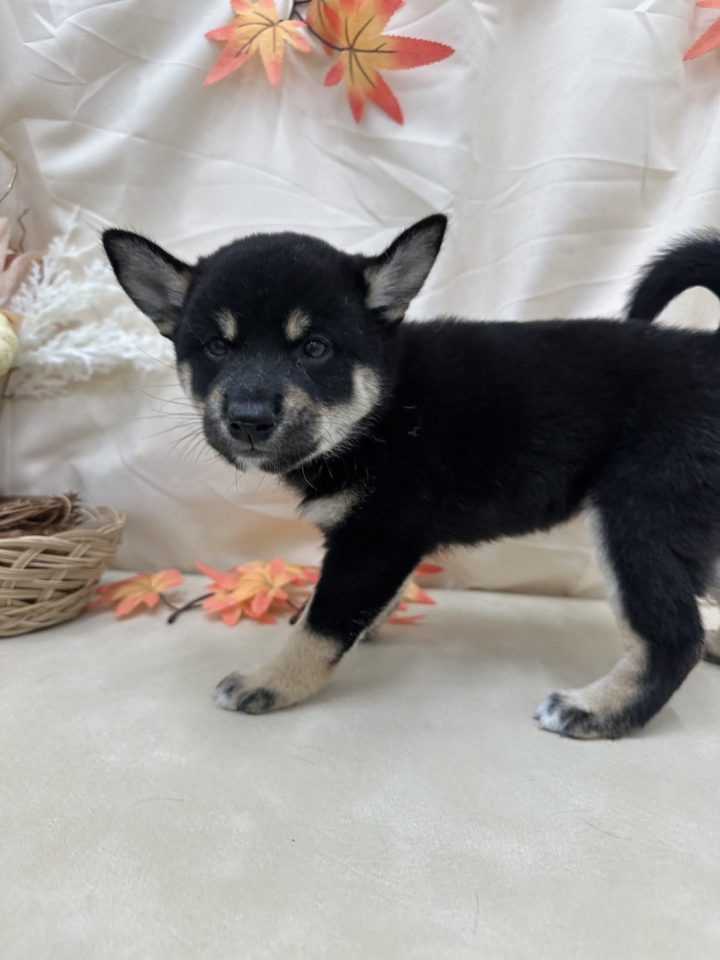 柴犬（7-D9-100）