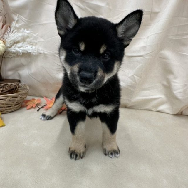 柴犬（7-D9-100）