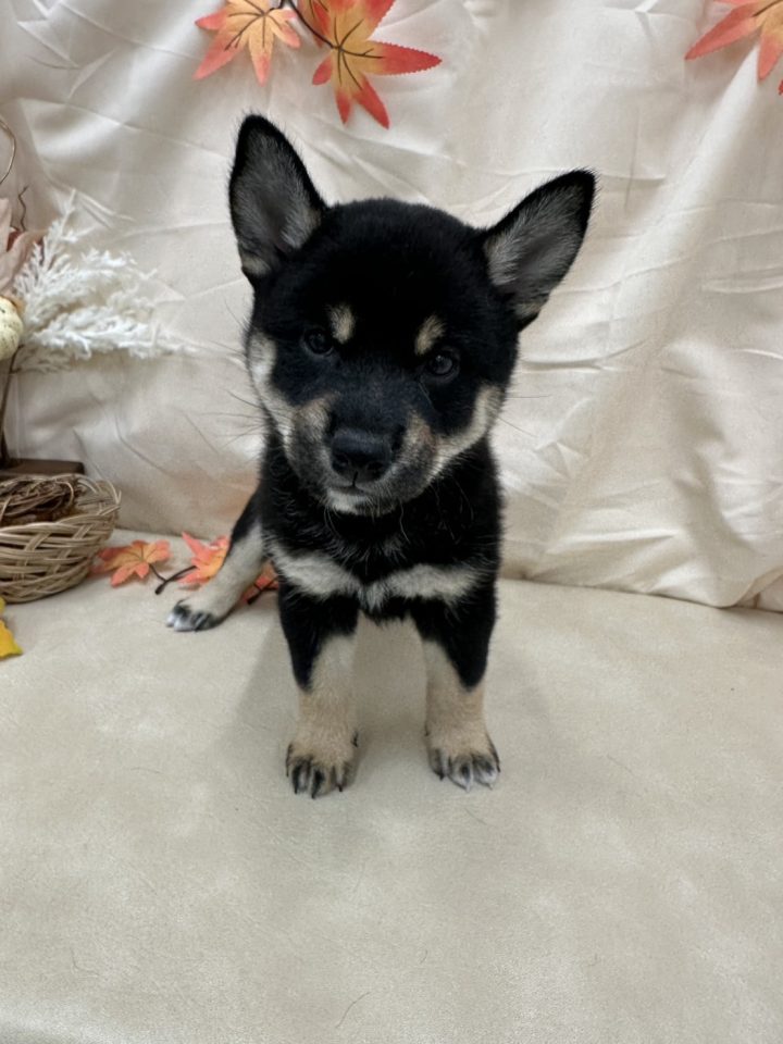 柴犬（7-D9-100）