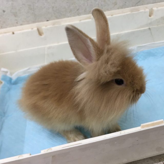 ライオンラビット入荷