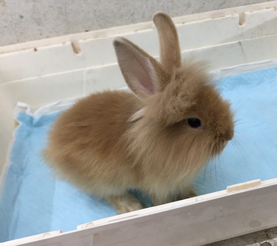 ライオンラビット入荷