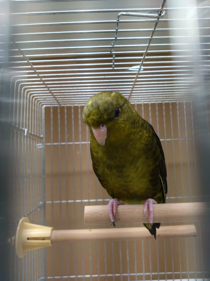 サザナミインコ ノーマル