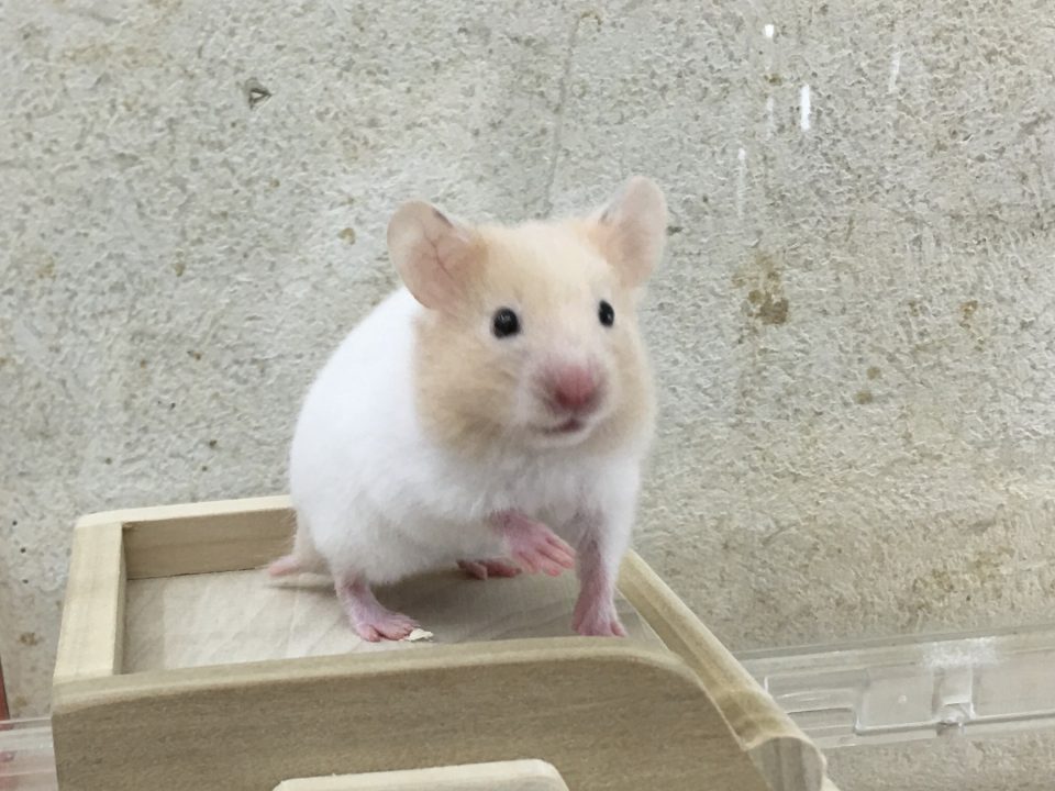 クリームバンデットハムスター入荷