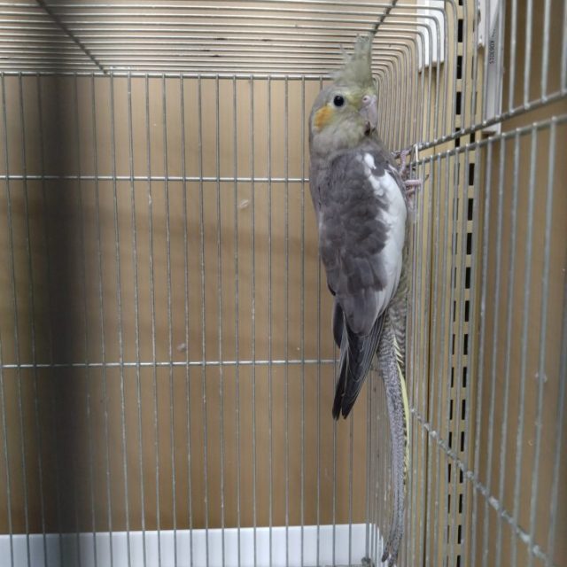 オカメインコ