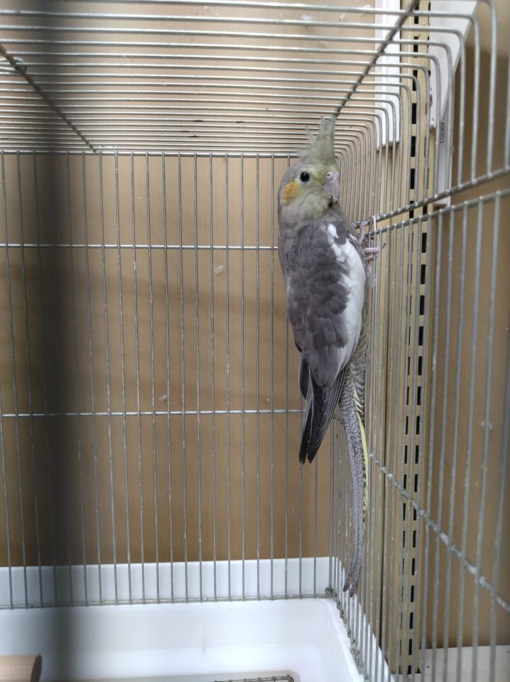 オカメインコ