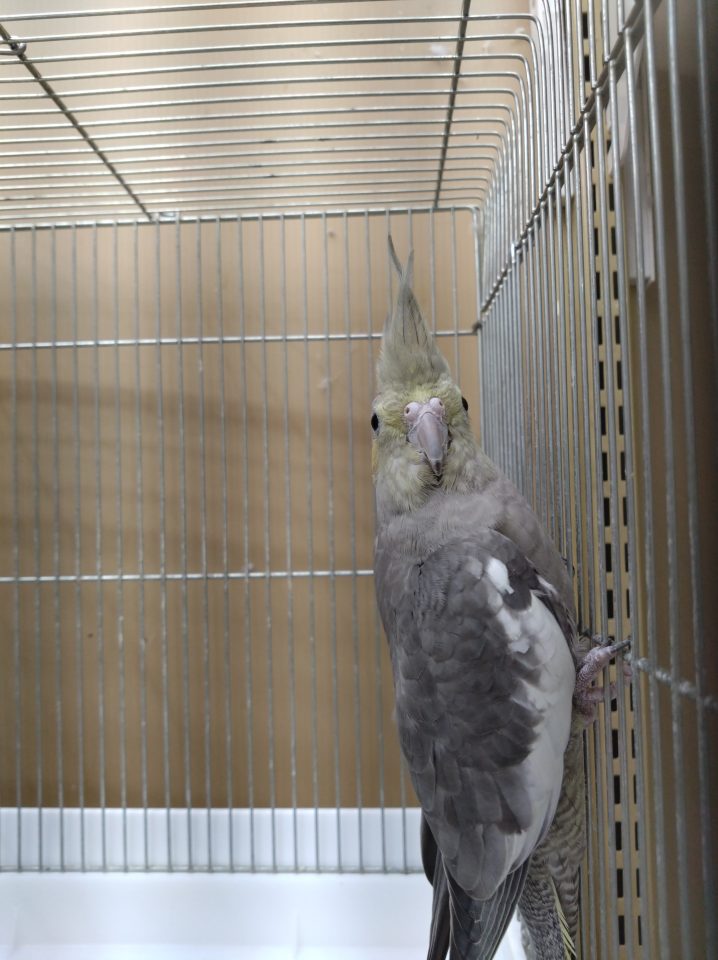オカメインコ