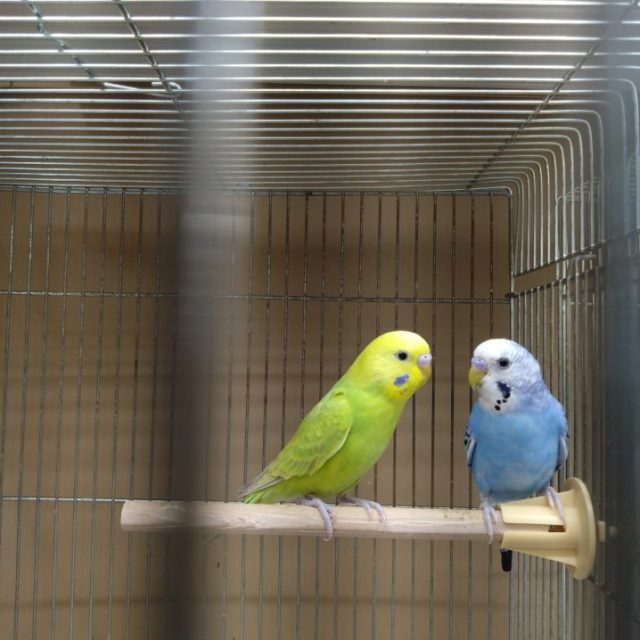 セキセイインコ　各色