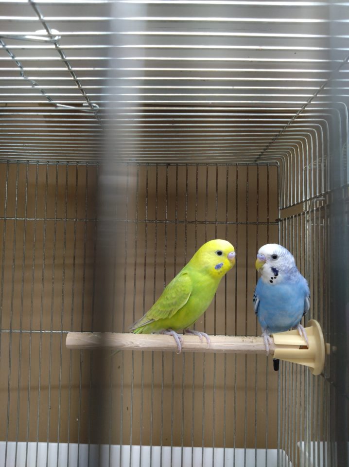 セキセイインコ　各色