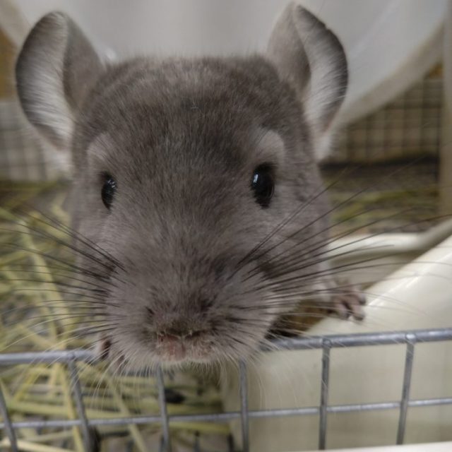 チンチラ