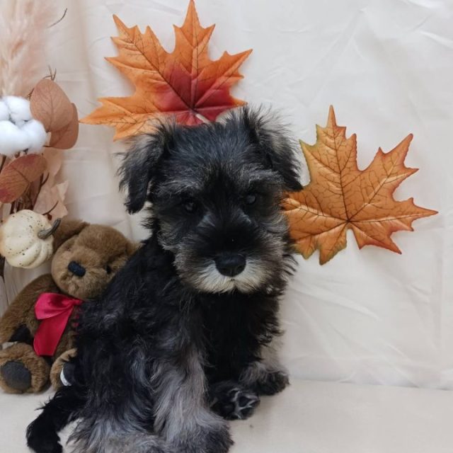 ミニチュアシュナウザー（7-D11-118)