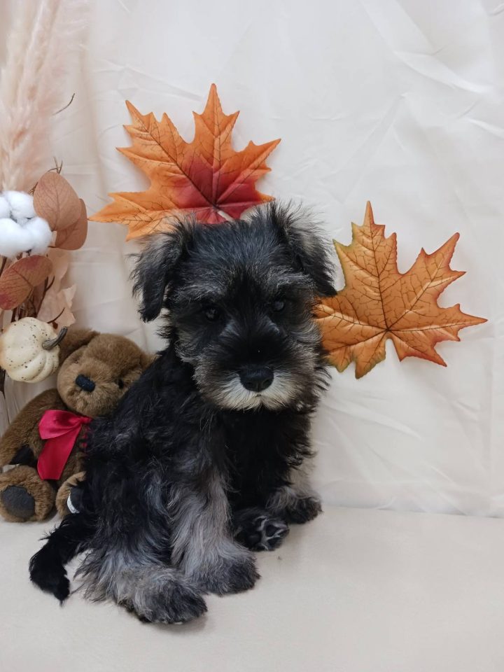 ミニチュアシュナウザー(7-D11-118)