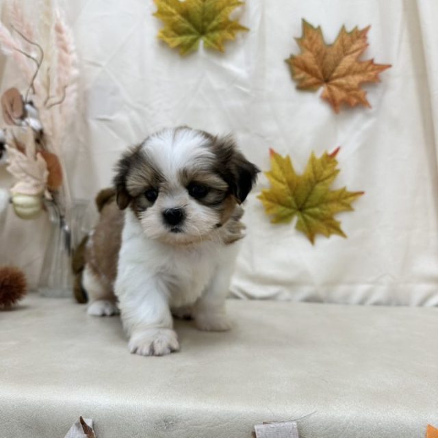 シーズー（7-D11-126）