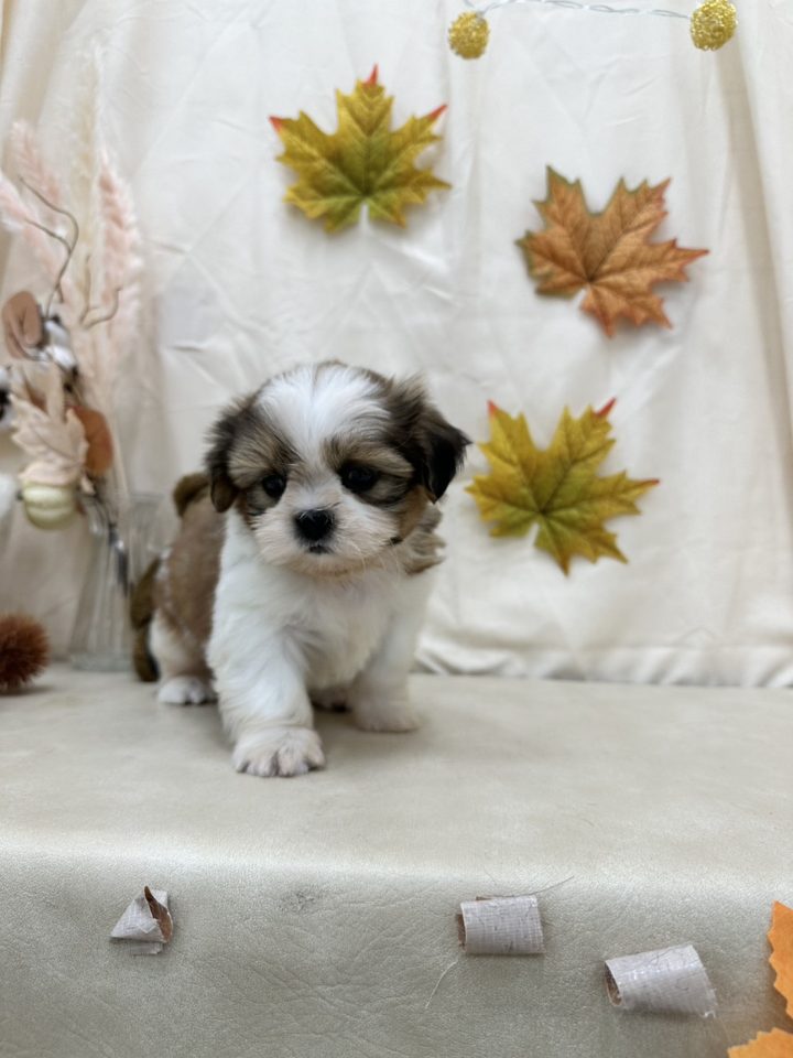 シーズー(7-D11-126)