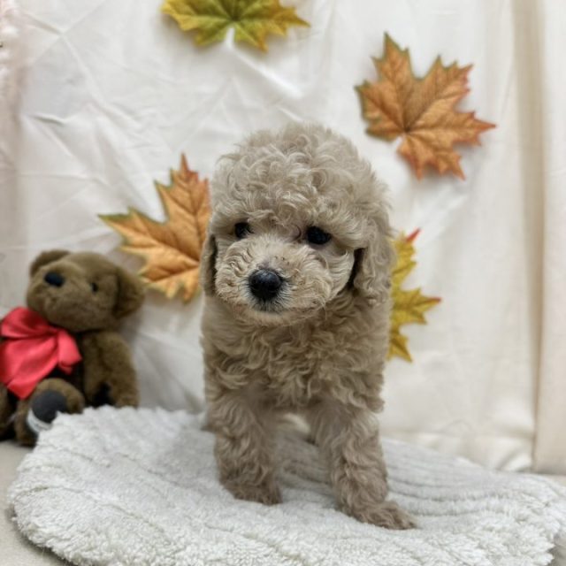 トイプードル（7-D11-132）