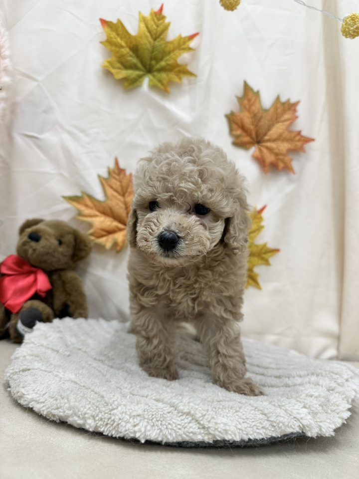 トイプードル（7-D11-132）